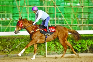 澳門今晚開特馬四不像圖,澳門今晚開特馬四不像圖，警惕背后的風險與違法犯罪問題