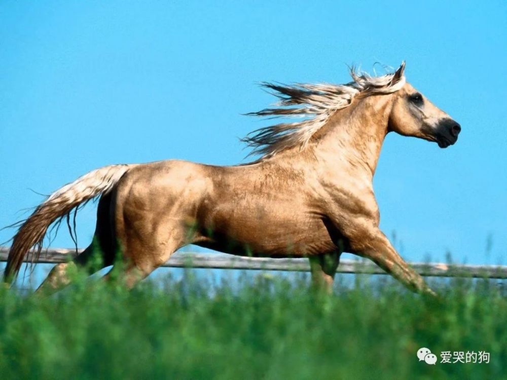 今晚澳門特馬開什么今晚四不像,今晚澳門特馬開什么，探索未知與理性看待四不像