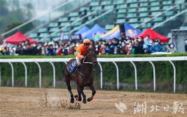 新澳今天開(kāi)什么特馬,新澳今日賽馬結(jié)果揭秘，探尋特馬的勝利軌跡