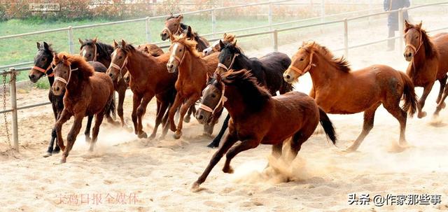 2024今晚澳門開特馬四不像,探索澳門特馬，四不像的魅力與期待