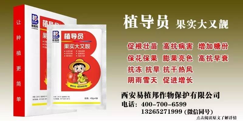 澳門王中王100%期期中一期,澳門王中王100%期期中一期，揭秘彩票背后的秘密