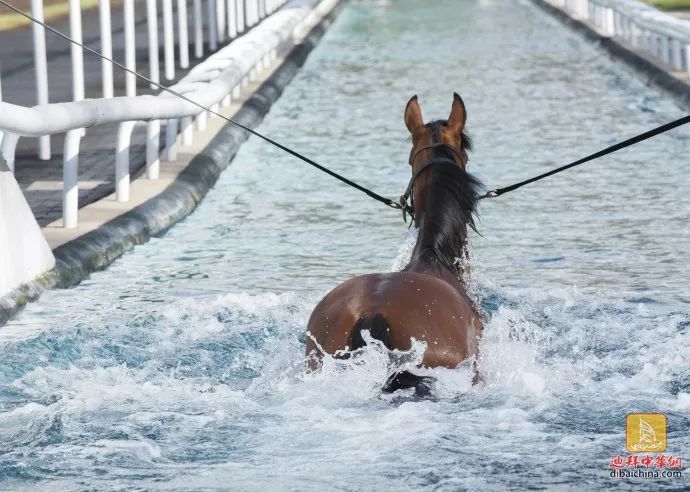 今晚澳門特馬開什么今晚四不像,今晚澳門特馬開什么，探索未知的神秘之旅與四不像的魅力