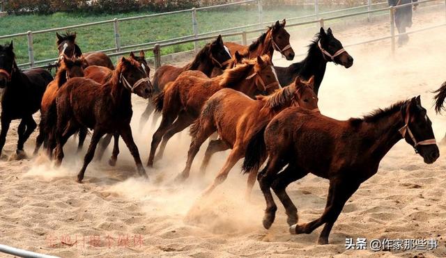 今晚澳門特馬開什么今晚四不像,今晚澳門特馬開什么，探索未知與理性看待四不像