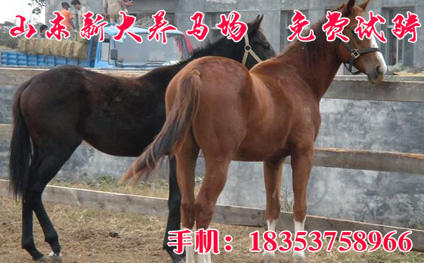 香港馬資料更新最快的,香港馬資料更新最快的來(lái)源與解析