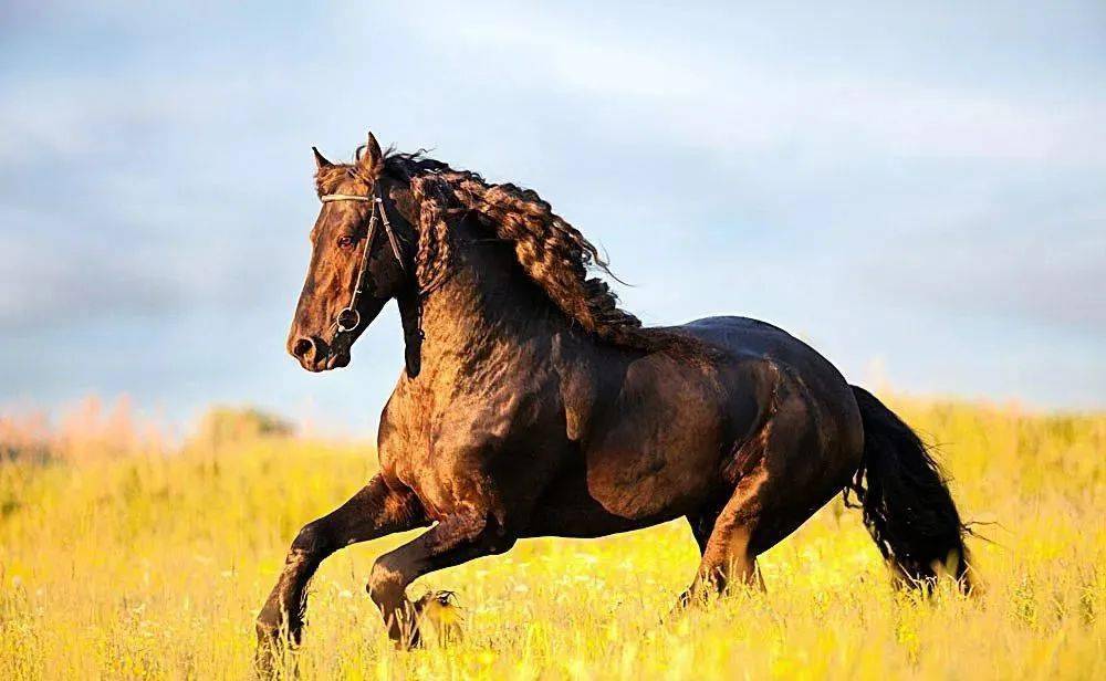 今晚澳門馬出什么特馬,今晚澳門馬出什么特馬，探索澳門賽馬世界的神秘面紗