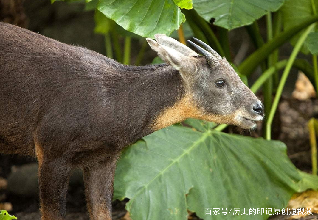 四不像今晚必中一肖,四不像今晚必中一肖——探尋神秘預(yù)測(cè)背后的真相